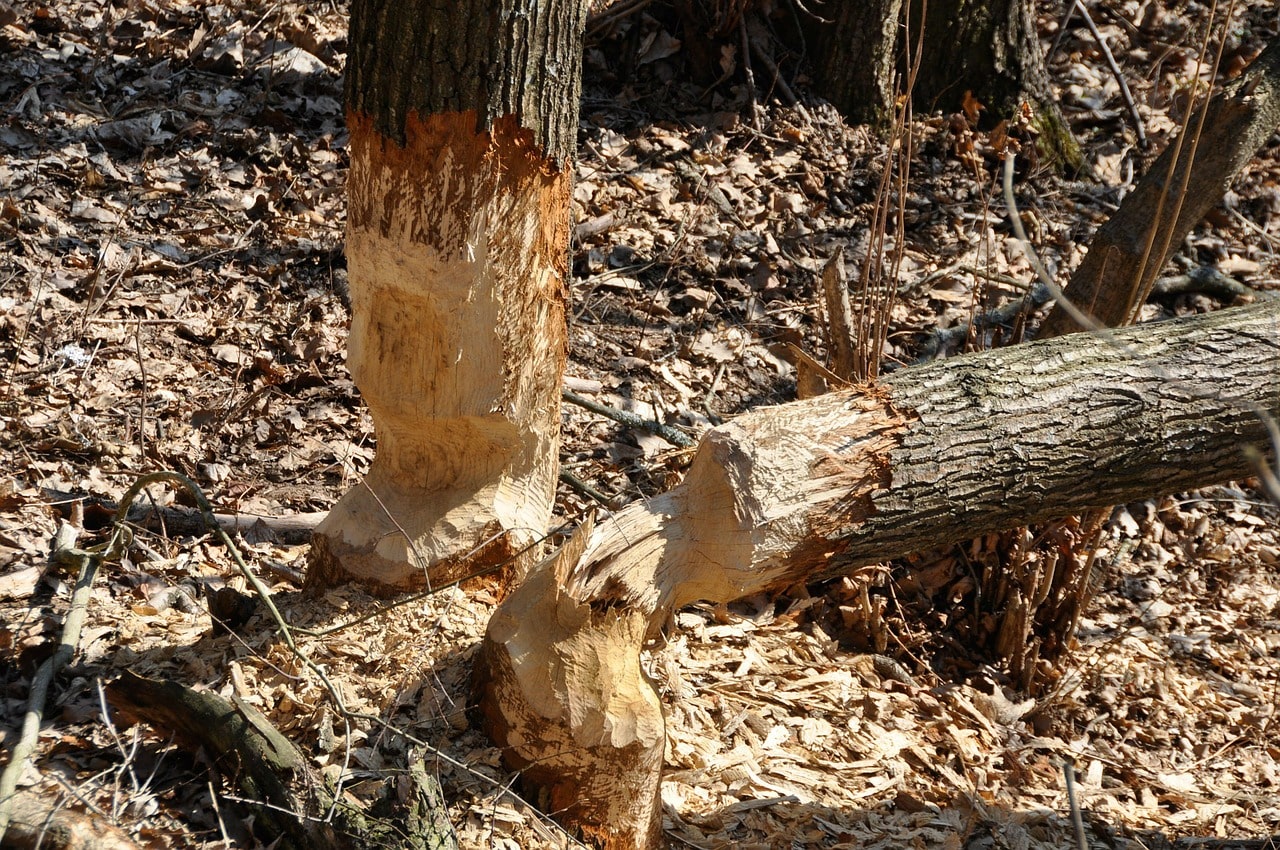 Best Time To Hunt Beavers Best Time To Hunt Beavers